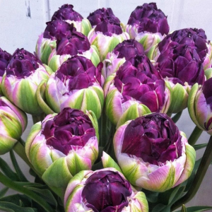 Тюльпан Анаконда купить по цене от 450р. в интернет-магазине «Посадика» с доставкой почтой в в Куртамыше и по всей России – [изображение №1].