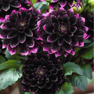 Георгин Лаванда Лейс купить по цене от 679р. в интернет-магазине «Посадика» с доставкой почтой в в Куртамыше и по всей России – [изображение №1].