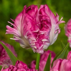 Тюльпан махровый Кул Кристал купить по цене от 400р. в интернет-магазине «Посадика» с доставкой почтой в в Куртамыше и по всей России – [изображение №1].