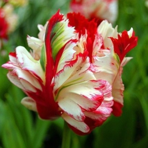 Тюльпан Эстелла Рижнвельд купить по цене от 500р. в интернет-магазине «Посадика» с доставкой почтой в в Куртамыше и по всей России – [изображение №1].