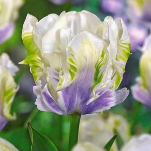 Тюльпан Уайт Лизарт купить по цене от 360р. в интернет-магазине «Посадика» с доставкой почтой в в Куртамыше и по всей России – [изображение №1].