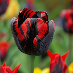 Тюльпан Блэк Перрот купить по цене от 351р. в интернет-магазине «Посадика» с доставкой почтой в в Куртамыше и по всей России – [изображение №1].