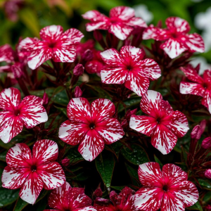 Флокс Ливер Гриммер купить по цене от 590р. в интернет-магазине «Посадика» с доставкой почтой в в Куртамыше и по всей России – [изображение №1].