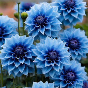 Георгин Вижапе купить по цене от 699р. в интернет-магазине «Посадика» с доставкой почтой в в Куртамыше и по всей России – [изображение №1].