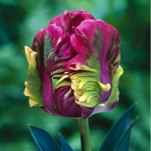 Тюльпан Экзотик Хэвен купить по цене от 186р. в интернет-магазине «Посадика» с доставкой почтой в в Куртамыше и по всей России – [изображение №1].