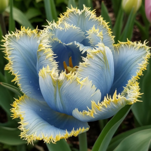 Тюльпан Махровый Амплуа купить по цене от 199р. в интернет-магазине «Посадика» с доставкой почтой в в Куртамыше и по всей России – [изображение №1].