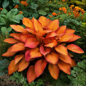 Хоста Солнечный Нектар купить по цене от 605р. в интернет-магазине «Посадика» с доставкой почтой в в Куртамыше и по всей России – [изображение №1].