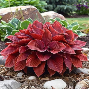 Хоста Малыш Шедевр купить по цене от 421р. в интернет-магазине «Посадика» с доставкой почтой в в Куртамыше и по всей России – [изображение №1].