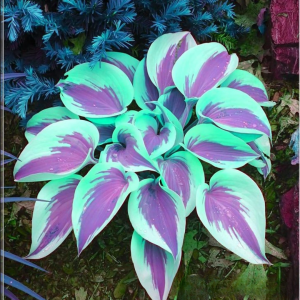 Хоста Висперин Бьюти купить по цене от 379р. в интернет-магазине «Посадика» с доставкой почтой в в Куртамыше и по всей России – [изображение №1].