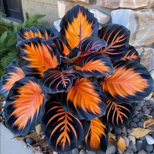 Хоста Сикрет Форест купить по цене от 601р. в интернет-магазине «Посадика» с доставкой почтой в в Куртамыше и по всей России – [изображение №1].