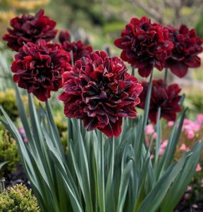 Нарцисс Малиновая Вуаль купить по цене от 3000р. в интернет-магазине «Посадика» с доставкой почтой в в Куртамыше и по всей России – [изображение №1].