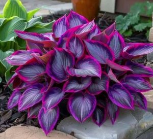 Хоста Сикрет Гарденс купить по цене от 549р. в интернет-магазине «Посадика» с доставкой почтой в в Куртамыше и по всей России – [изображение №1].