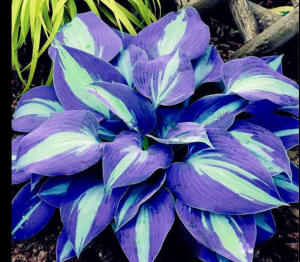 Хоста Аурелия купить по цене от 450р. в интернет-магазине «Посадика» с доставкой почтой в в Куртамыше и по всей России – [изображение №1].