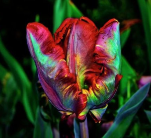 Тюльпан Эирпрайз купить по цене от 270р. в интернет-магазине «Посадика» с доставкой почтой в в Куртамыше и по всей России – [изображение №1].