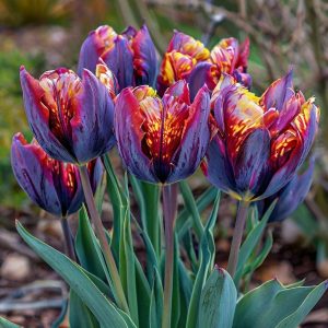 Тюльпан Опал Дрим купить по цене от 207р. в интернет-магазине «Посадика» с доставкой почтой в в Куртамыше и по всей России – [изображение №1].