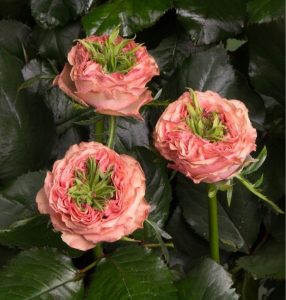 Роза Амбер Инчант купить по цене от 495р. в интернет-магазине «Посадика» с доставкой почтой в в Куртамыше и по всей России – [изображение №1].