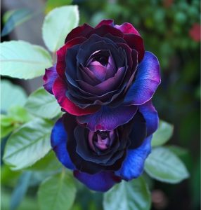 Роза Скарлет Рэвери купить по цене от 489р. в интернет-магазине «Посадика» с доставкой почтой в в Куртамыше и по всей России – [изображение №1].