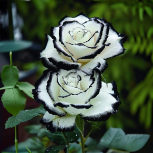 Роза Силк Ивин купить по цене от 319р. в интернет-магазине «Посадика» с доставкой почтой в в Куртамыше и по всей России – [изображение №1].