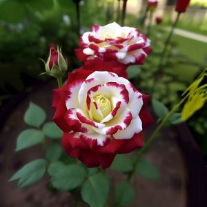 Роза Роял Глом купить по цене от 401р. в интернет-магазине «Посадика» с доставкой почтой в в Куртамыше и по всей России – [изображение №1].