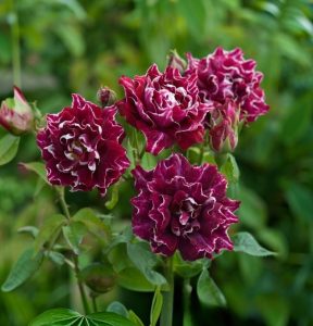 Роза Опаловый Пейзаж купить по цене от 490р. в интернет-магазине «Посадика» с доставкой почтой в в Куртамыше и по всей России – [изображение №1].