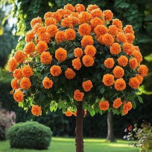 Роза Солнечный Шарм купить по цене от 349р. в интернет-магазине «Посадика» с доставкой почтой в в Куртамыше и по всей России – [изображение №1].