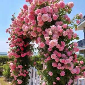 Роза Пастель Розе купить по цене от 605р. в интернет-магазине «Посадика» с доставкой почтой в в Куртамыше и по всей России – [изображение №1].