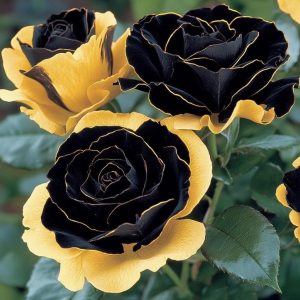 Роза Ханни Сикл купить по цене от 700р. в интернет-магазине «Посадика» с доставкой почтой в в Куртамыше и по всей России – [изображение №1].