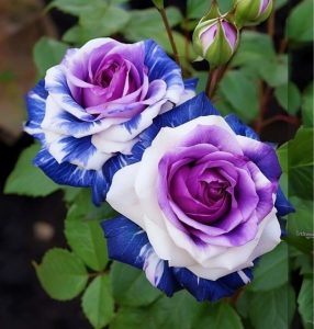 Роза Айвори Каскад купить по цене от 420р. в интернет-магазине «Посадика» с доставкой почтой в в Куртамыше и по всей России – [изображение №1].