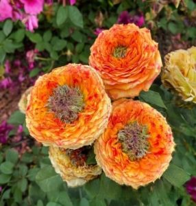 Роза Золотой Мираж купить по цене от 420р. в интернет-магазине «Посадика» с доставкой почтой в в Куртамыше и по всей России – [изображение №1].