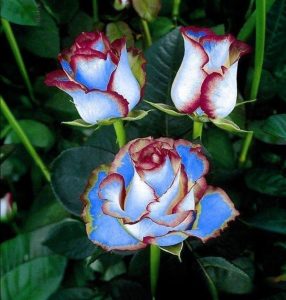 Роза Сафайер Пэтл купить по цене от 450р. в интернет-магазине «Посадика» с доставкой почтой в в Куртамыше и по всей России – [изображение №1].