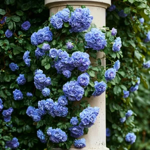 Роза плетистая Блю Перпл купить по цене от 540р. в интернет-магазине «Посадика» с доставкой почтой в в Куртамыше и по всей России – [изображение №1].